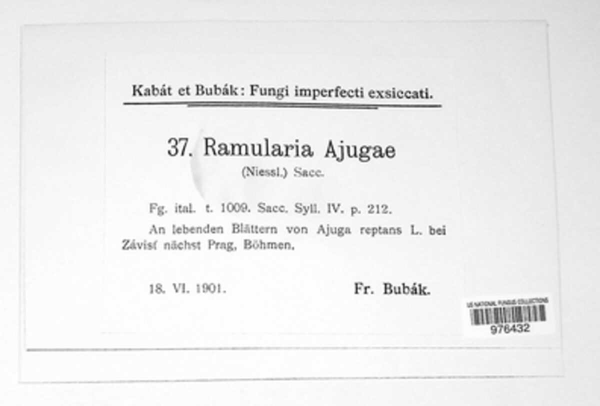 Ramularia ajugae image